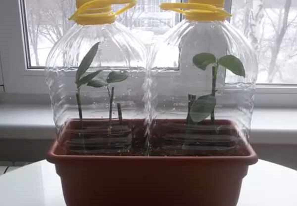 Academy Irrigation audit De ce se înfig sticlele de plastic în grădină?! - Retete-Usoare.eu