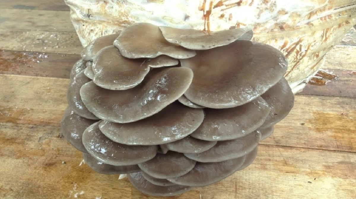 ciuperci pleurotus