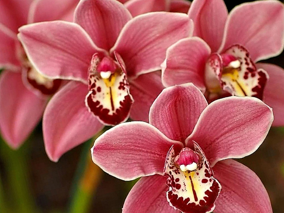 Орхидеи нельзя держать дома. Орхидеи. Орхидеи фото красивые. Орхидея 5000. Шикарное цветение орхидей.