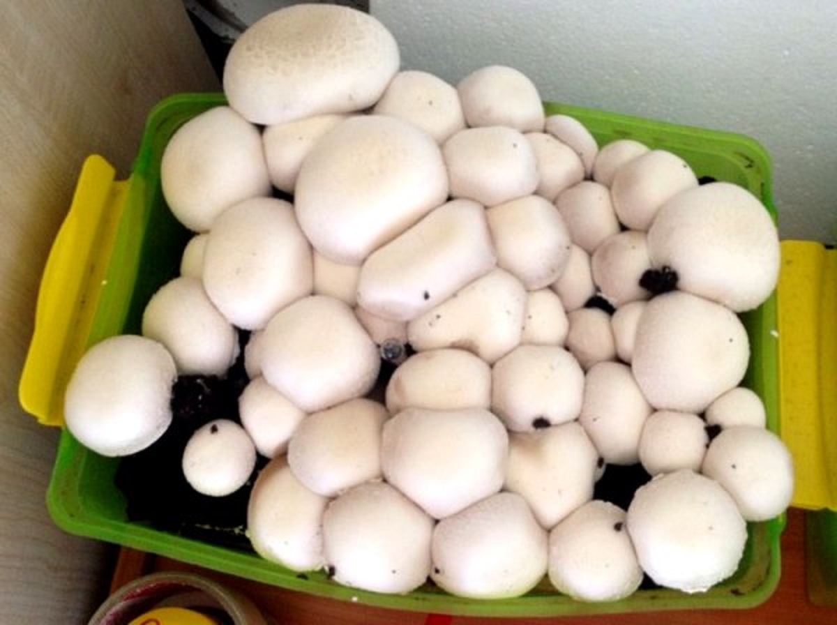 фото грибов выращенных в домашних условиях